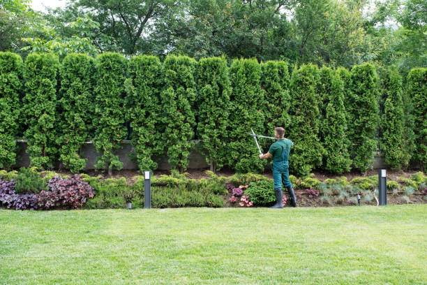 Best Lawn Drainage Solutions  in Vestavia Hills, AL